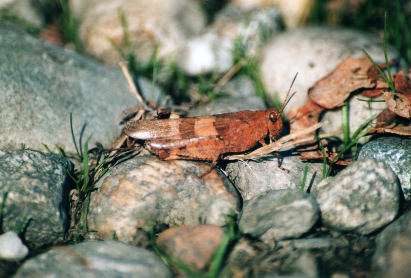 Oedipoda caerulescens e Sphingonotus sp.